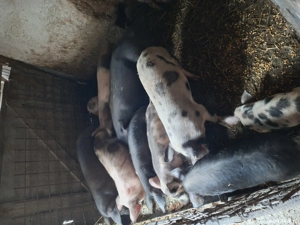 purcei soldani si porci - imagine 2