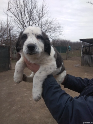 Femelă de Asia Centrala  - imagine 4