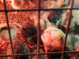 Pui de prepeliță  - imagine 4