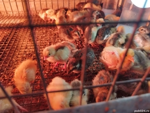 Pui de prepeliță  - imagine 5