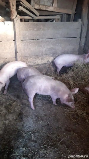 groștani 5 luni - imagine 2