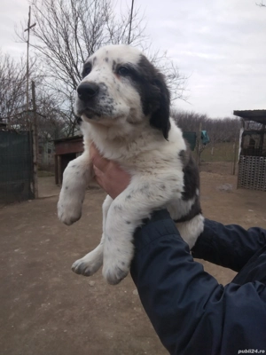 Femelă de Asia Centrala  - imagine 5