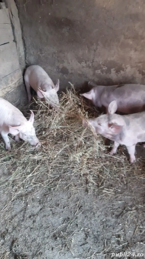 groștani 5 luni - imagine 5