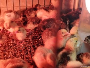 Pui de prepeliță  - imagine 3