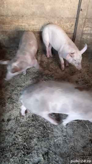 groștani 5 luni - imagine 3