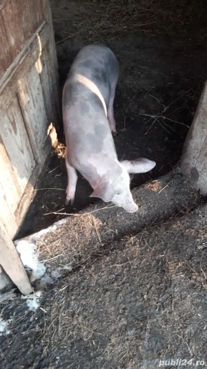 groștani 5 luni - imagine 4