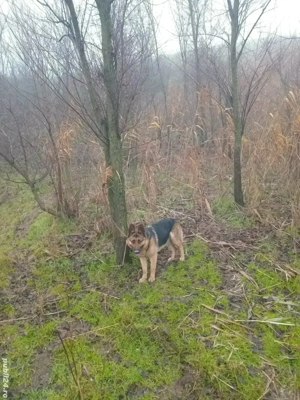 femela ciobanesc german !