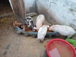 De vânzare purceii - imagine 5