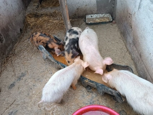 De vânzare purceii - imagine 3