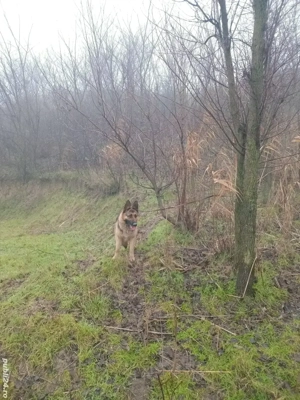 femela ciobanesc german ! - imagine 3