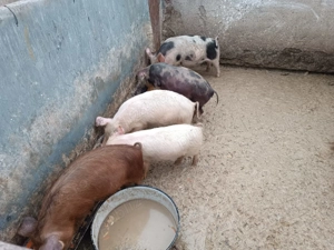 De vânzare purceii - imagine 4