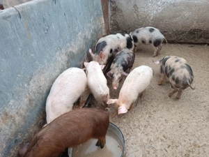 De vânzare purceii - imagine 5