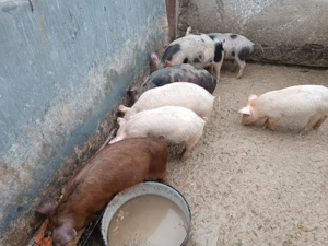 De vânzare purceii - imagine 2