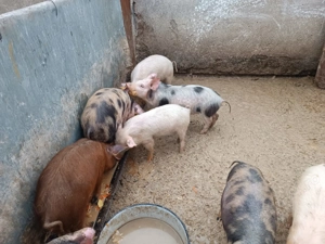 De vânzare purceii - imagine 3