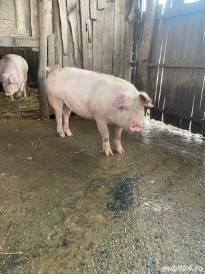 vand purcea pentru monta sau taiere - imagine 3