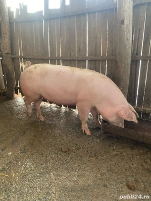 vand purcea pentru monta sau taiere - imagine 2