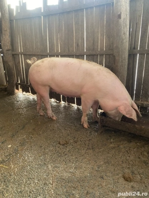 vand purcea pentru monta sau taiere - imagine 4