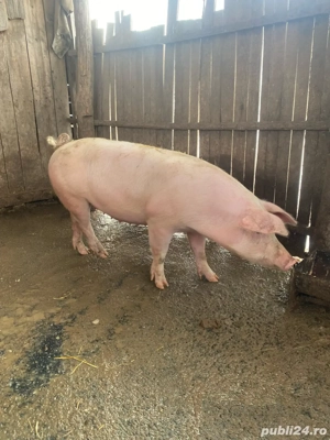 vand purcea pentru monta sau taiere