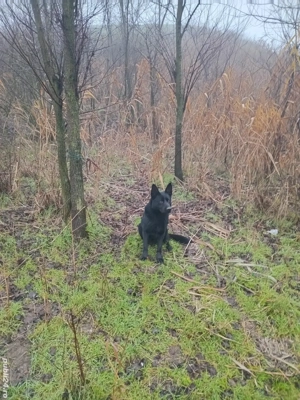 mascul ciobanesc german alsacian! - imagine 2