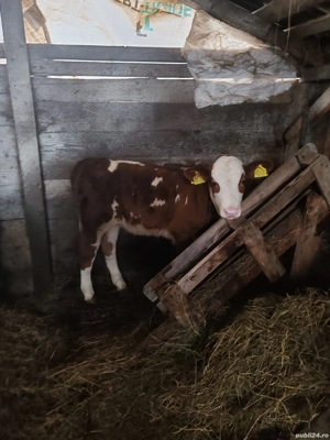 Vând o vițea sută baltata