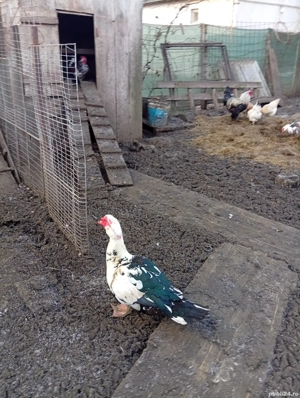 Vând 5 rațe mute la 80 lei  buc. și un rățoi la 100 lei