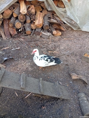 Vând 5 rațe mute la 80 lei  buc. și un rățoi la 100 lei - imagine 2