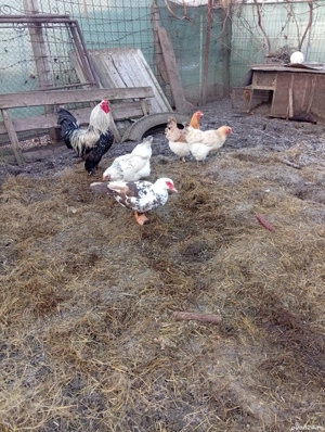 Vând 5 rațe mute la 80 lei  buc. și un rățoi la 100 lei - imagine 3