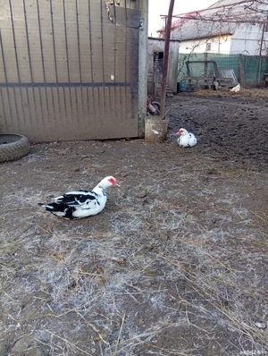 Vând 5 rațe mute la 80 lei  buc. și un rățoi la 100 lei - imagine 4