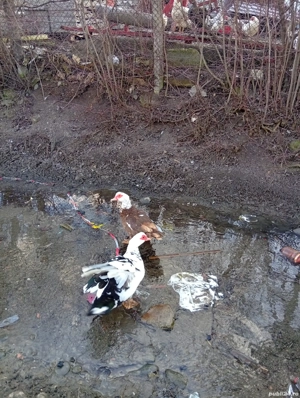 Vând 5 rațe mute la 80 lei  buc. și un rățoi la 100 lei - imagine 5