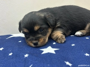 York shear terier in - imagine 5