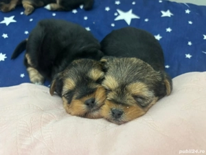 York shear terier in - imagine 4