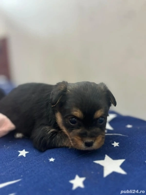 York shear terier in - imagine 3