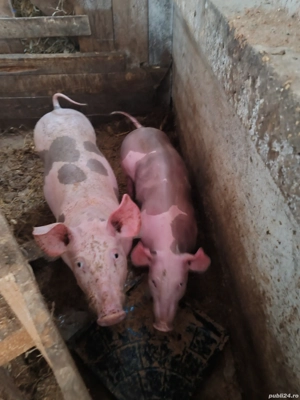 Vând doi purcei mascure și scrifita