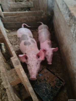 Vând doi purcei mascure și scrifita - imagine 2