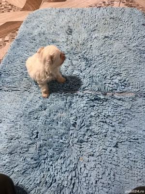 De vinzare bison maltez baietel 