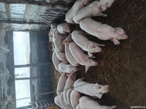 Vand purcei rasa de carne , de la.20-50 de kg. la cerere se asigura si transport  - imagine 3