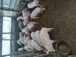 Vand purcei rasa de carne , de la.20-50 de kg. la cerere se asigura si transport  - imagine 5