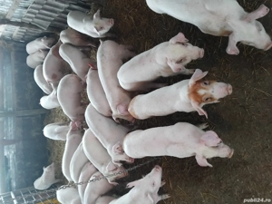 Vand purcei rasa de carne , de la.20-50 de kg. la cerere se asigura si transport  - imagine 2