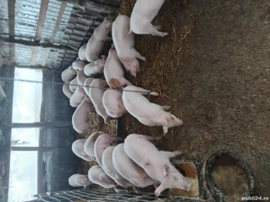 Vand purcei rasa de carne , de la.20-50 de kg. la cerere se asigura si transport  - imagine 4