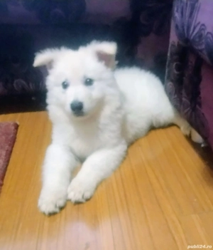 Ciobanesc Elvețian Berger blanc Suisse -lup alb  - imagine 3