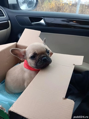 Buldog francez - imagine 3