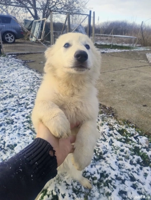 Ciobanesc Elvețian Berger blanc Suisse -lup alb 