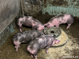 purcei      - imagine 3