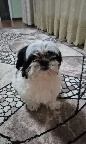 Cățeluși shitzu de vânzare 
