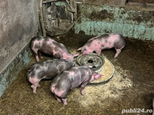 purcei      - imagine 2