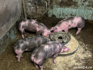 purcei      - imagine 5