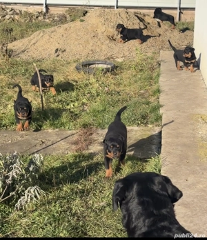Vind  pui de rottweiler pur 