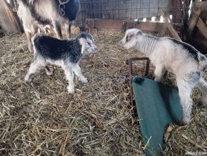 Vând căprioare  - imagine 3