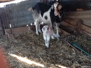 Vând căprioare  - imagine 2