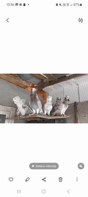 porumbei Capucino - imagine 2